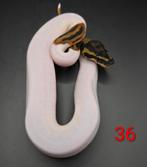 Nk25 python regius (ballpythons), Dieren en Toebehoren, Slang, 0 tot 2 jaar