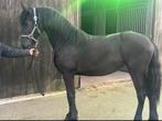 Friese enter merrie, Dieren en Toebehoren, Paarden, Merrie, Dressuurpaard, 0 tot 2 jaar