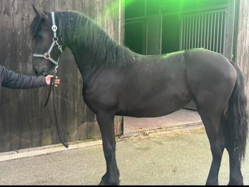 Friese enter merrie beschikbaar voor biedingen