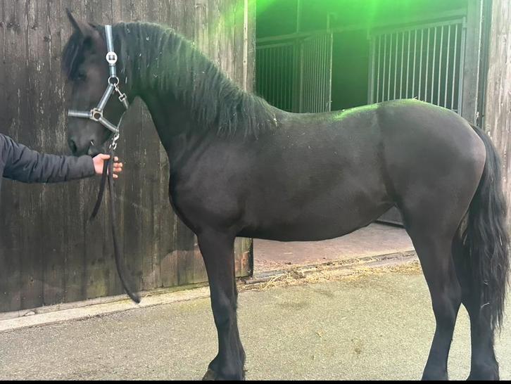 Friese enter merrie, Dieren en Toebehoren, Paarden, Merrie, 0 tot 2 jaar, Dressuurpaard
