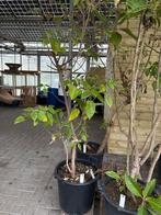 Annona cherimola (Cherimoya) Boom, Overige soorten, Lente, 100 tot 250 cm, Ophalen