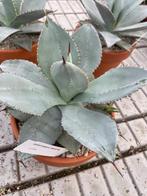 AGAVE Pygmae 'Dragon Toes’ potmaat 19 cm., Ophalen of Verzenden, Minder dan 100 cm, Bloeiende kamerplant, Volle zon