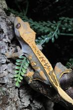 50% HET AXA 0.1 RTB wimpergekko, Hagedis, 0 tot 2 jaar