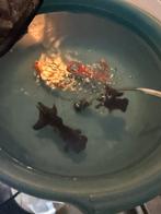 Goudvis, Dieren en Toebehoren, Vis