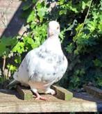 Goofy zoekt een huisje! (Sierduif), Vrouwelijk, Overige soorten