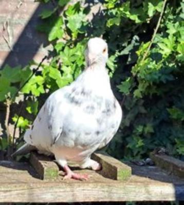 Goofy zoekt een huisje! (Sierduif) beschikbaar voor biedingen