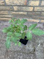 Tomaten plantjes biologisch, Ophalen, Volle zon, Groenteplanten, Eenjarig