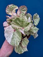 Begonia Rouge Variegata Extra Bont p13 (7)