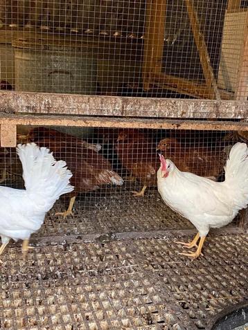 Mooie jonge witte legkippen leghennen te koop tegen de leg beschikbaar voor biedingen