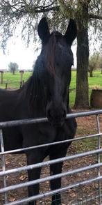 Verzorger, Dieren en Toebehoren, Ophalen, Overige soorten