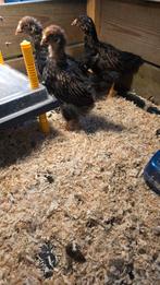 3x Barnevelder kuiken, Vrouwelijk, Kip