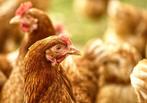 Jonge leghennen, legkippen bruin & wit, Dieren en Toebehoren, Pluimvee, Vrouwelijk, Kip