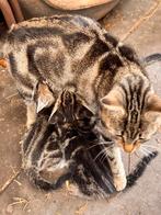 Boerderijkittens, Dieren en Toebehoren, Meerdere dieren