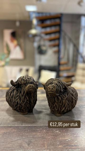 Scotty Brynxz Schotse Hooglanders nieuw beschikbaar voor biedingen