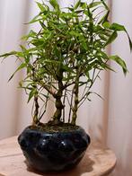 Bamboe Bonsai + Leuke Schaal, Tuin en Terras, Planten | Tuinplanten, Overige soorten, Vaste plant, Ophalen of Verzenden, Bloeit niet