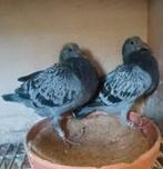 Jonge postduif/ postduiven overnacht fond, Dieren en Toebehoren, Vogels | Duiven, Meerdere dieren, Postduif