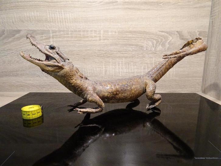 Oude opgezette kaaiman taxidermie, Verzamelen, Dierenverzamelingen, Gebruikt, Opgezet dier, Reptiel of Amfibie, Ophalen of Verzenden
