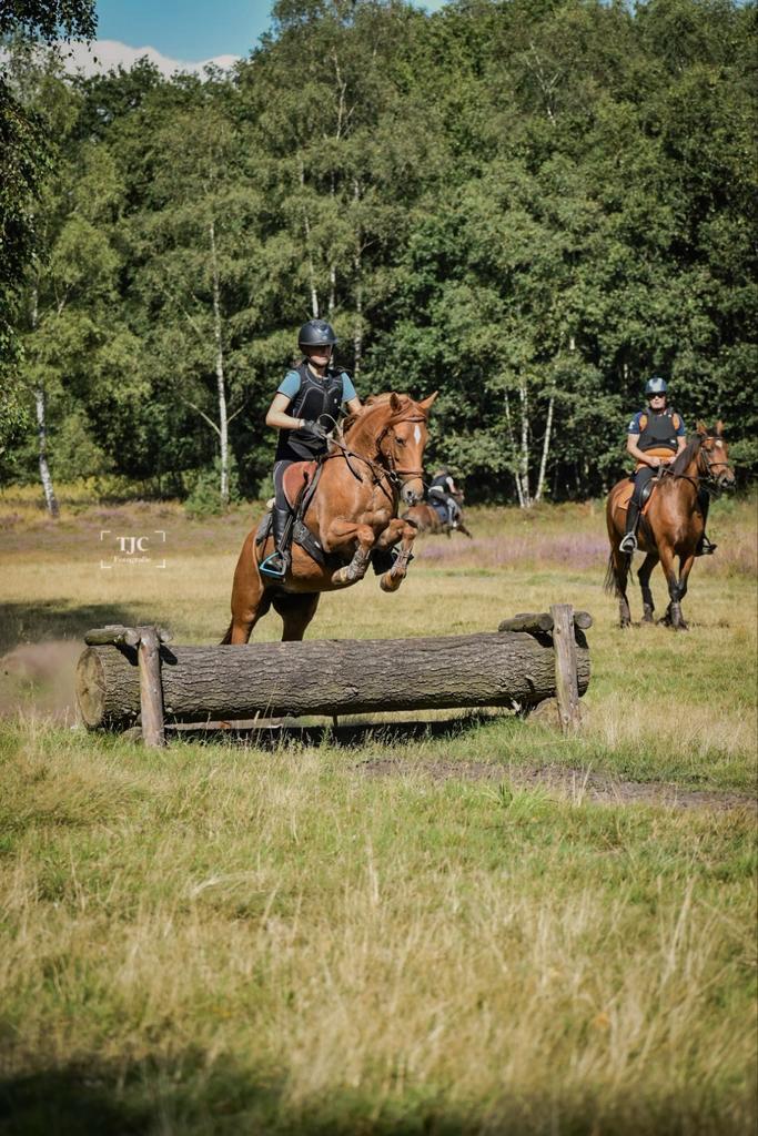 Top all round sport pony!   12 jarige merrie., Dieren en Toebehoren, Pony's, Merrie, M, D pony (1.37m tot 1.48m), Dressuurpony