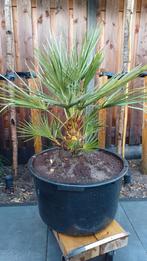PALM IN GROTE KUIP> TRACHYCARPUS FORTUNEI> WINTERHARD., Tuin en Terras, Planten | Bomen, Minder dan 100 cm, Zomer, Palmboom, Ophalen