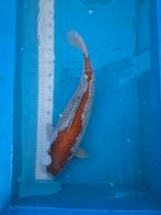 Ochiba, Japanse koi, Dieren en Toebehoren, Vissen | Vijvervissen, Karper of Koi