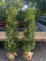 ACTIE Portugese laurier 160/190 cm ACTIE, Ophalen, Laurier, 100 tot 250 cm
