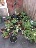 Mooie hosta s vlinderstruiken rode bessen hortensia annabel, Tuin en Terras, Vaste plant, Halfschaduw, Zomer, Ophalen