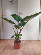 Alocasia Imperial Red - Olifantsoor H: 100 cm., Huis en Inrichting, Kamerplanten, Ophalen, 100 tot 150 cm, Overige soorten, Halfschaduw