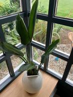 2 stuks Strelitzia Nicolai Paradijsvogelplant met pot, Huis en Inrichting, Ophalen, Overige soorten, Halfschaduw, In pot