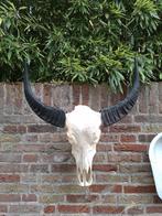 Schedel waterbuffel skull buffel opgezette taxidermy gewei, Verzamelen, Ophalen, Wild dier, Schedel