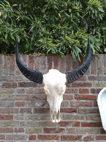 Schedel waterbuffel skull buffel opgezette taxidermy gewei beschikbaar voor biedingen
