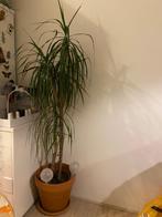 Draceana kamerplant, Huis en Inrichting, Ophalen, 100 tot 150 cm, Overige soorten, Halfschaduw