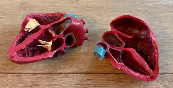 Hart Model - Anatomie Studie, Hobby en Vrije tijd, Cursusmateriaal, Gebruikt, Taal en Studie, Ophalen