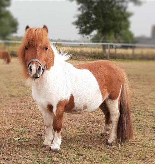 Mini shetlander met uitstraling te koop!, Dieren en Toebehoren, Pony's, Hengst, Onbeleerd, A pony (tot 1.17m), Recreatiepony, 11 jaar of ouder