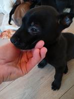 ​🔥 Laatste Staff Malinois Pups! | Slechts €550 All-in 🔥, Dieren en Toebehoren, Meerdere, Meerdere dieren, Nederland, Particulier