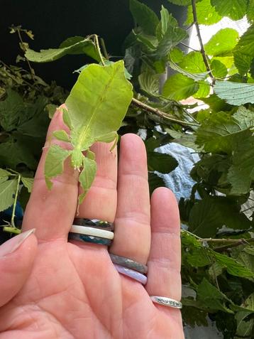 wandelend Blad vrouwen en mannen  Crypto Phyllium Limogesï beschikbaar voor biedingen