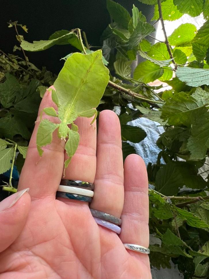 wandelend Blad vrouwen en mannen  Crypto Phyllium Limogesï, Dieren en Toebehoren, Insecten en Spinnen, Overige soorten