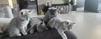 Britse korthaar kittens, Dieren en Toebehoren, Meerdere dieren, Ontwormd, 0 tot 2 jaar