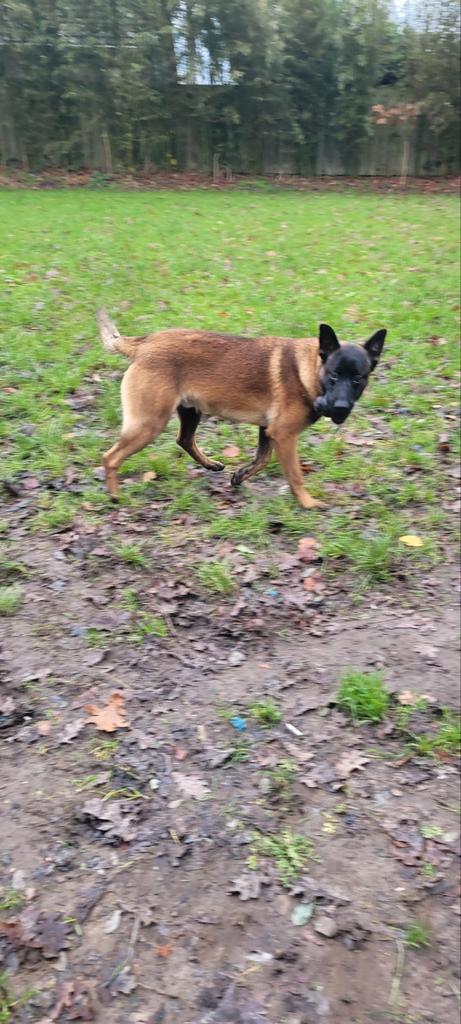 Mechelse herder 7 maanden, Dieren en Toebehoren, Honden | Herdershonden en Veedrijvers, Reu, Herder, Particulier, Eén hond, België