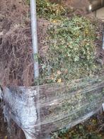 ALLE SOORTEN bos haagplantsoen leverbaar als WORTELGOED, Overige soorten, Volle zon, Vaste plant, Ophalen of Verzenden