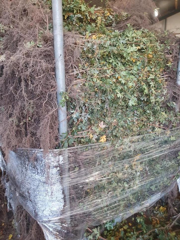 ALLE SOORTEN bos haagplantsoen leverbaar als WORTELGOED, Tuin en Terras, Planten | Tuinplanten, Vaste plant, Overige soorten, Volle zon