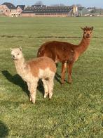 Mooie alpaca hengsten, Mei, Mannelijk