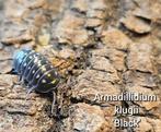 Armadillidium klugii 'Black', Dieren en Toebehoren, Insecten en Spinnen, Overige soorten