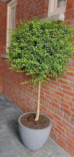 PRACHTIGE LIGUSTRUM OP STAM ❤️❤️❤️, Tuin en Terras, Planten | Bomen, Overige soorten, 100 tot 250 cm, Zomer, Ophalen