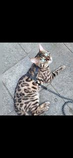 Bengaal herplaatser, Dieren en Toebehoren, Katten en Kittens | Raskatten | Korthaar, Kater