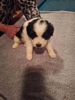 9 boomer pups 7 teefjes 2 reutjes, Rabiës (hondsdolheid), Overige rassen, 8 tot 15 weken, Meerdere