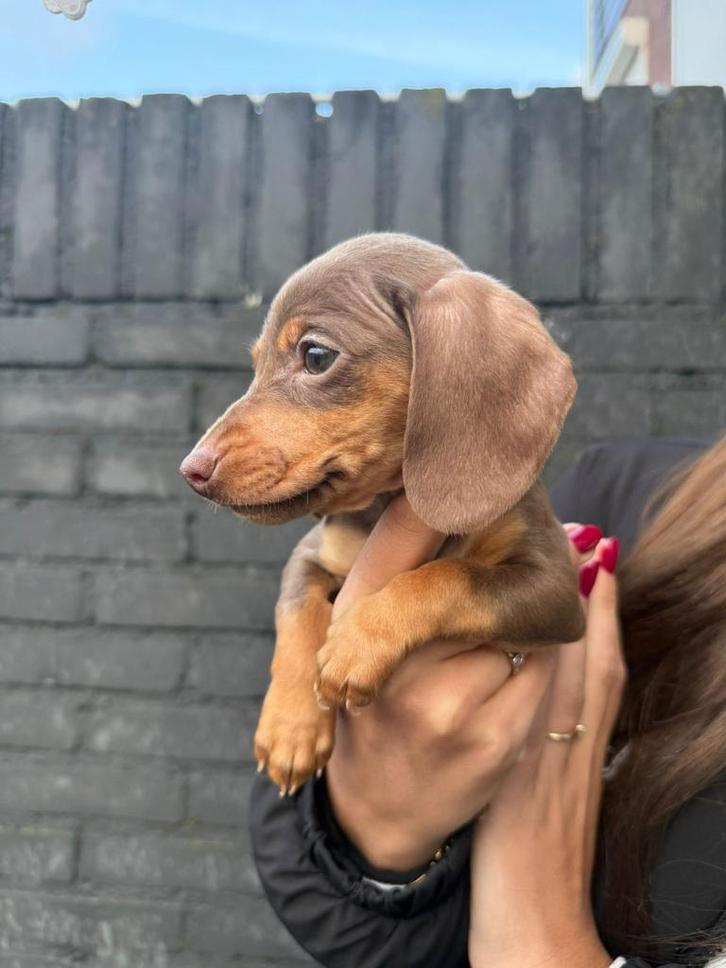 Prachtige Dwergteckel pups – Choco Tan, Dieren en Toebehoren, Honden | Teckels en Dashonden, Meerdere dieren, Korthaar, Dwerg