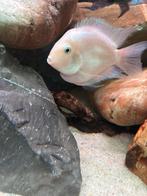 Platinum zerbra cichliden, Vis