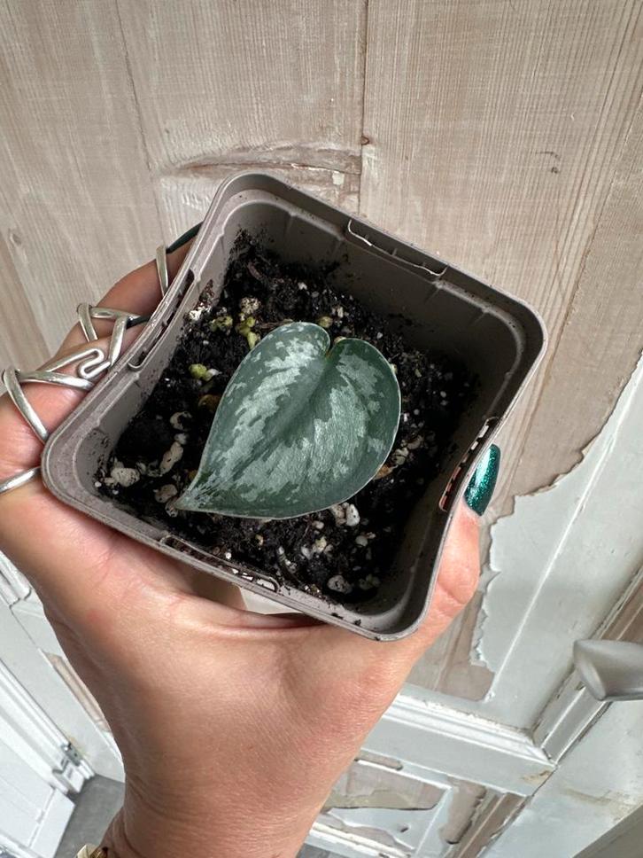 Spindapsus pictus - Makkelijke kamerplant, Huis en Inrichting, Kamerplanten, Minder dan 100 cm, Halfschaduw, Ophalen of Verzenden