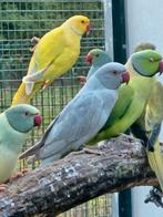 Halsbandparkiet grijze opaline dominant gezoomd, Dieren en Toebehoren, Vogels | Parkieten en Papegaaien, Vrouwelijk, Parkiet, Geringd