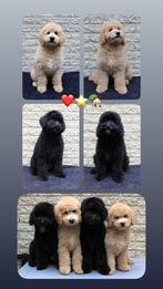 goldendoodle puppy’s, Rabiës (hondsdolheid), 8 tot 15 weken, Meerdere, Meerdere dieren